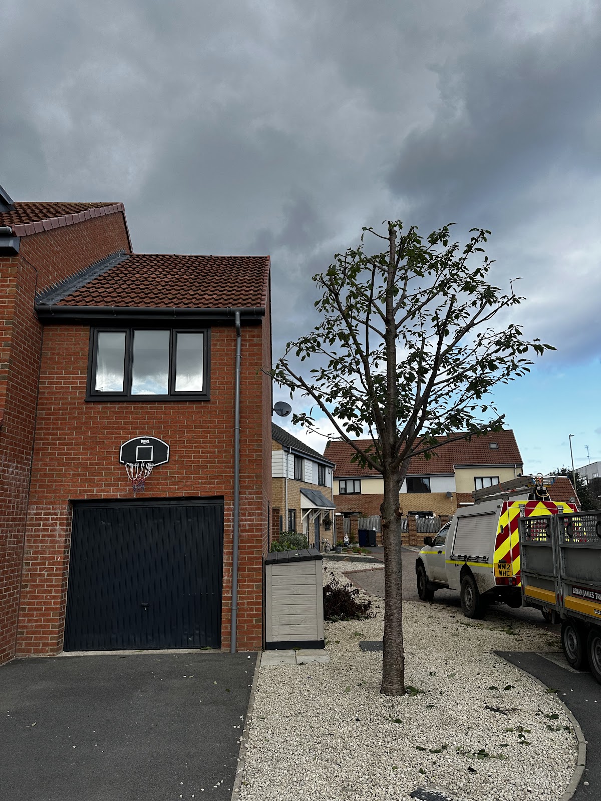 Young cherry tree with the S.M. Tree Services truck and trailer