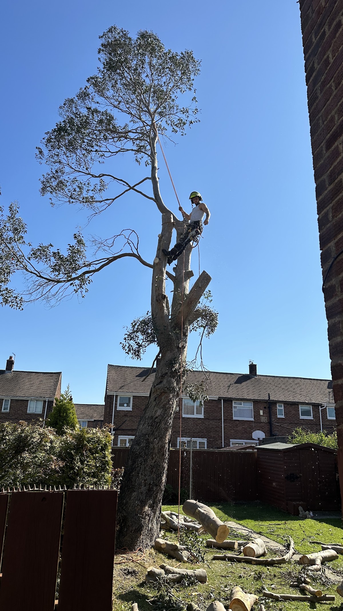 S.M. Tree Services arborist roped high up a tall eucalyptus tree