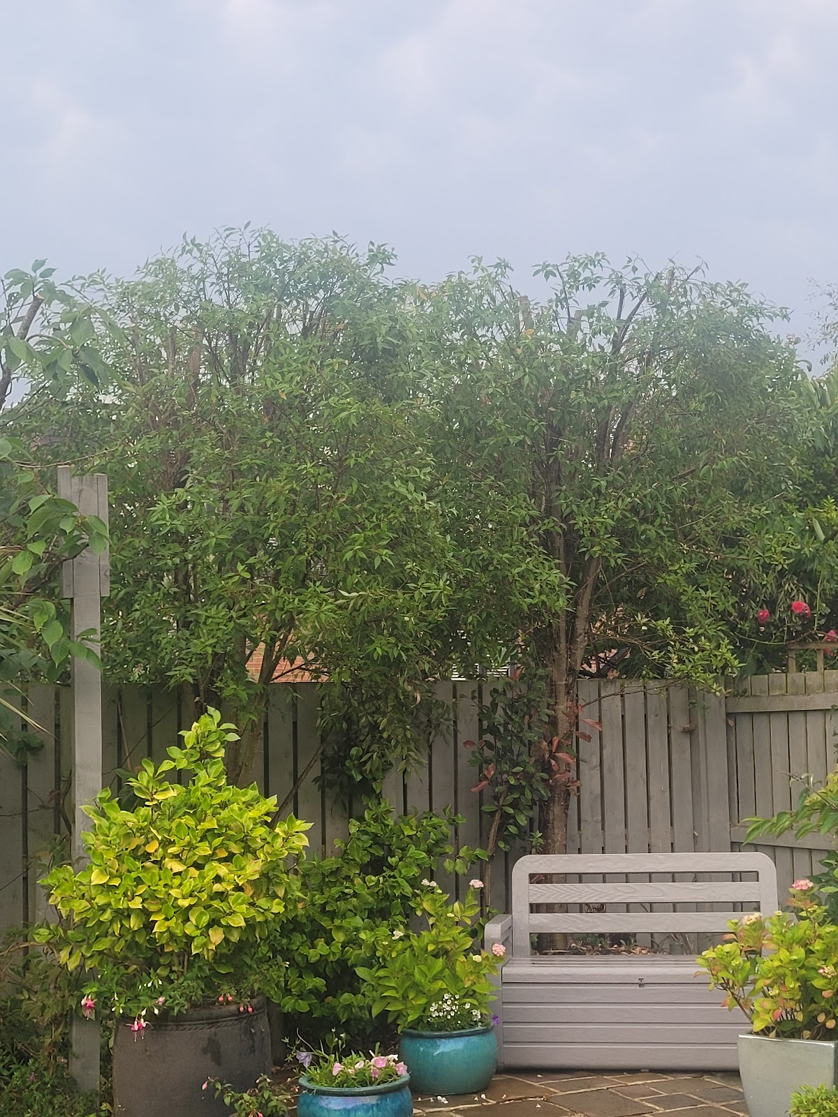 Garden tree and hedge tidied up beside a seating area