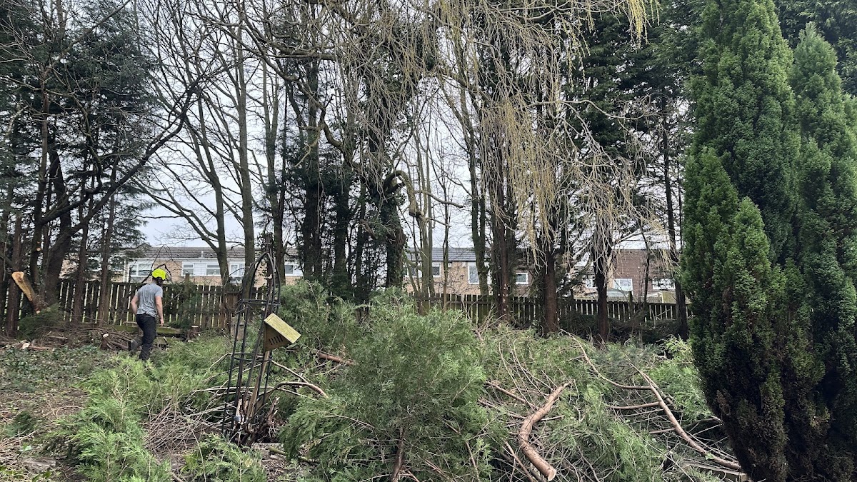 Team clearing overgrown woodland behind houses